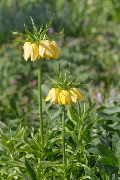 Fiori gialli — Foto Stock