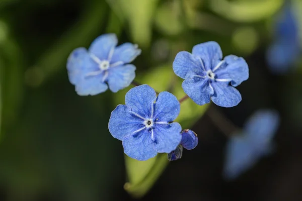 Blauwe bloemen close up — Stockfoto