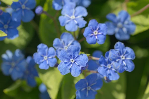 Pequenas flores de primavera azul — Fotografia de Stock