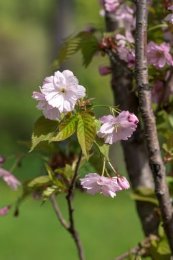 Japon kiraz çiçekleri