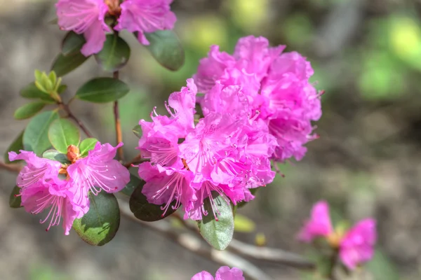 Крупним планом рожеві рододендрон — стокове фото