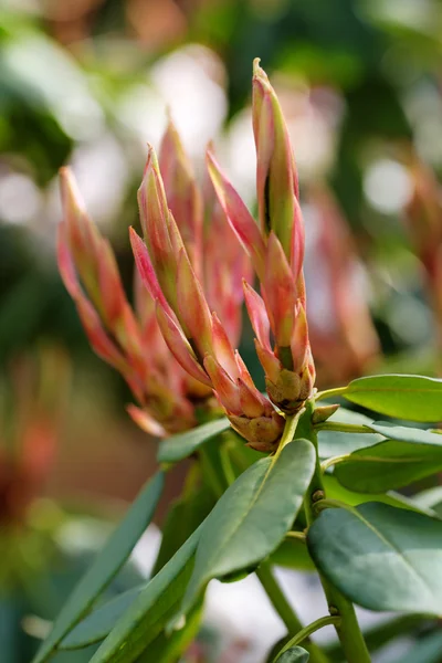 Začátek, kvetoucí rododendron — Stock fotografie