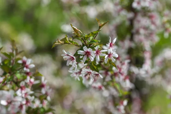 Třešňové květy — Stock fotografie