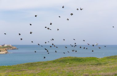 sığırcık sürüsü