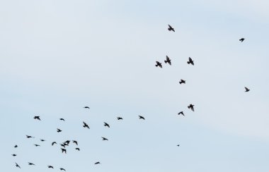 sığırcık sürüsü