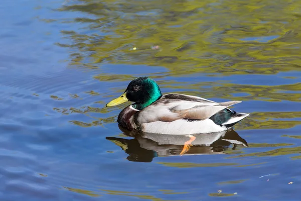 Primer plano del pato — Foto de Stock