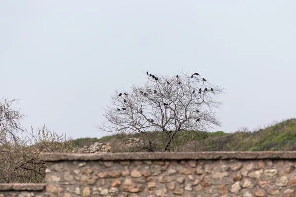 Flock-seregély — Stock Fotó