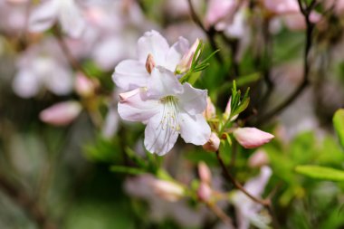pembe ormangülü portre
