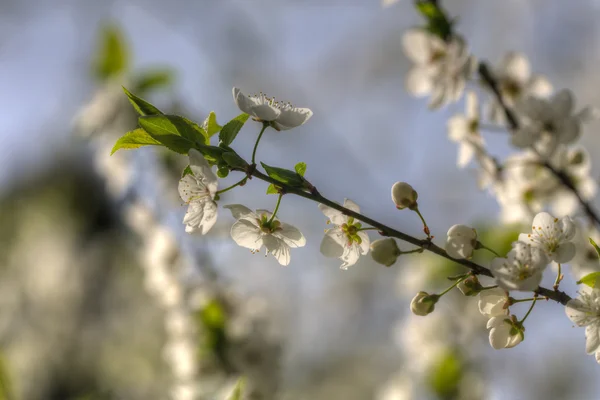Primavera bianca — Foto Stock