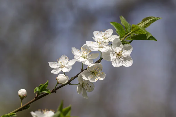 Fiori di ciliegio in primo piano — Foto Stock