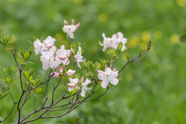 Rododendro em primeiro plano — Fotografia de Stock