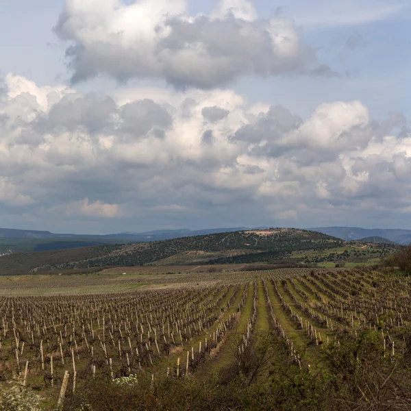 Weinberg — Stockfoto