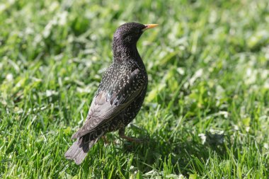 Starling yeşil çimenlerin üzerinde