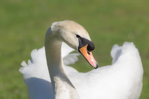 白い白鳥の肖像画 — ストック写真