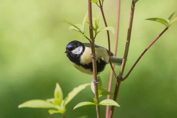 Retrato de un titmouse —  Fotos de Stock