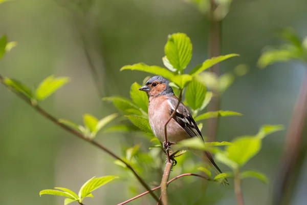 Chaffinch, сидящий на ветке — стоковое фото