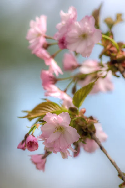 Japanse kersenbloesem — Stockfoto