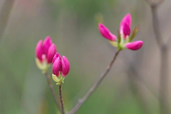 Έναρξη άνθισης rhododendron — Φωτογραφία Αρχείου