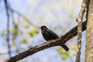 blackbird on a tree branch clipart