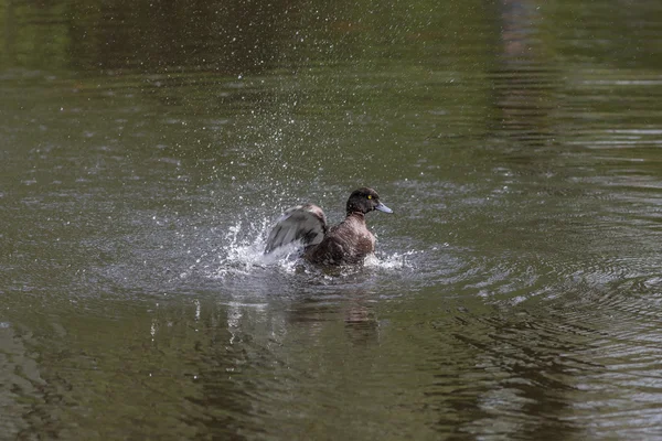 Duck splashing in water — Stock Photo, Image