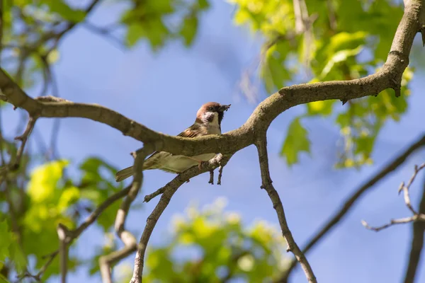 Sparrow in het voorjaar van — Stockfoto