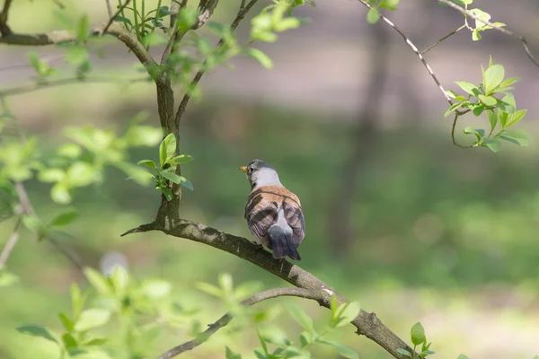 Fieldfare en primavera — Foto de Stock