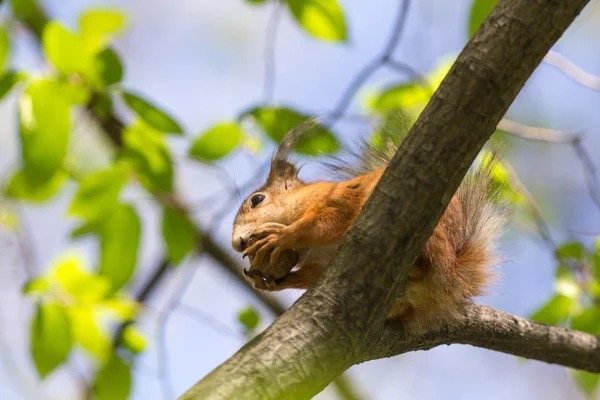 Esquilo em uma árvore de primavera — Fotografia de Stock