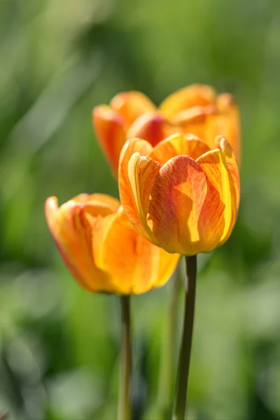 Orange tulips — Stock Photo, Image