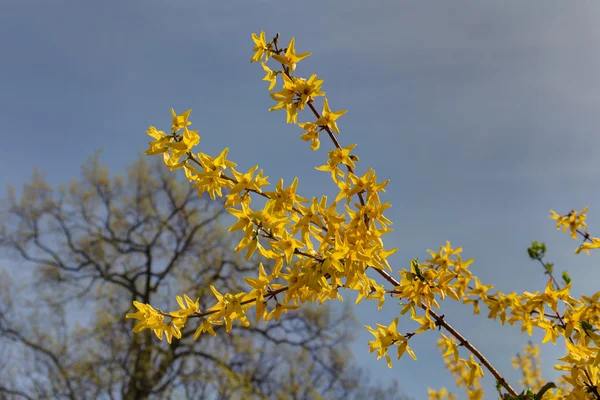 Forsythia floraison au printemps — Photo