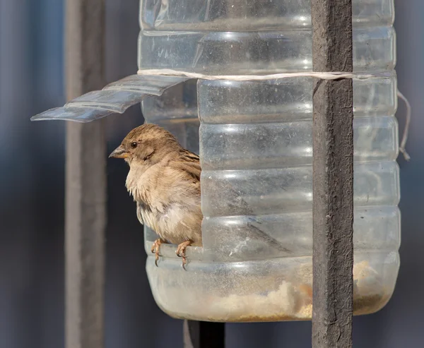 Pardal em uma calha de plástico — Fotografia de Stock