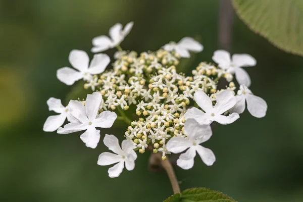 Viburnum aus nächster Nähe — Stockfoto