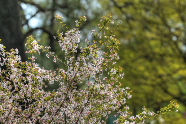 Ciliegia nel giardino primaverile — Foto Stock