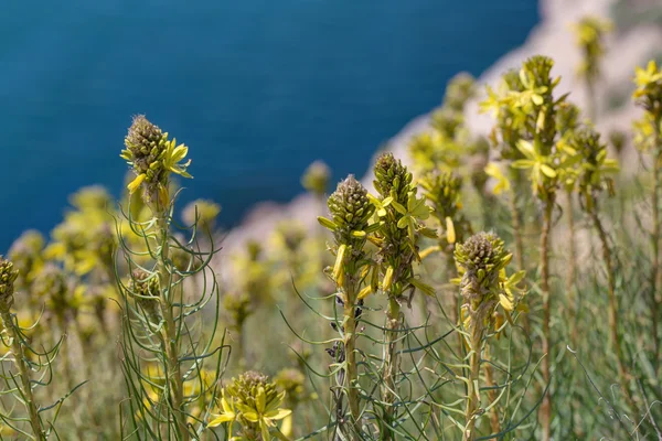 Asphodeline taurica — 图库照片