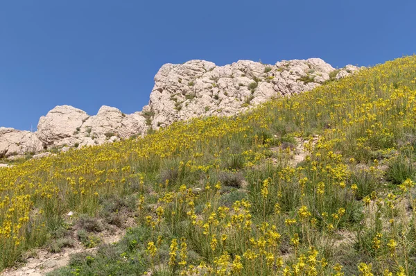 Flowers on the hillside — Stock Photo, Image