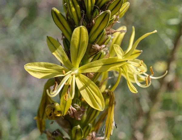 Asphodeline taurica closeup — Stock Photo, Image