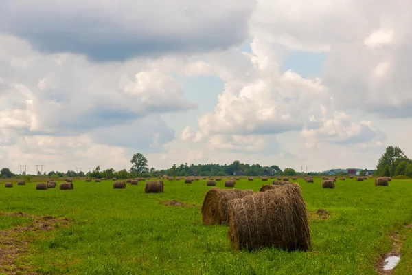 Höet samlades i ängen — Stockfoto