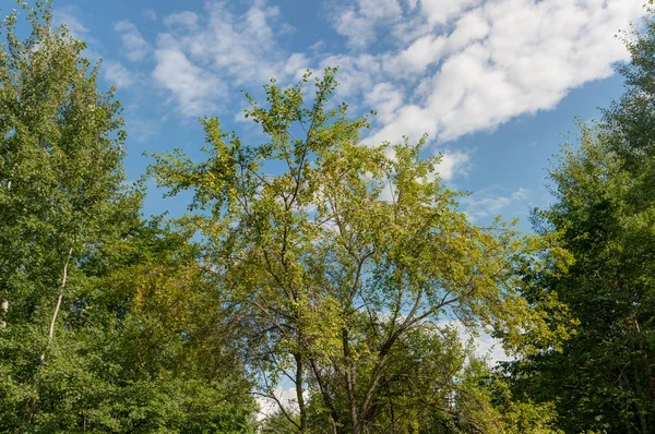 Wild apple tree — Stock Photo, Image