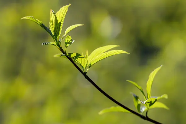 Gren med gröna våren blad — Stockfoto