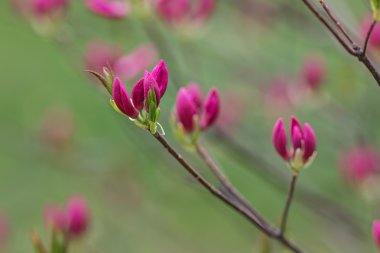 ormangülü yakın çekim