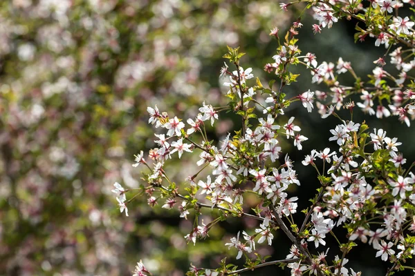 Cereja oriental na primavera — Fotografia de Stock