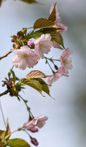 Tak van oosterse cherry close-up — Stockfoto