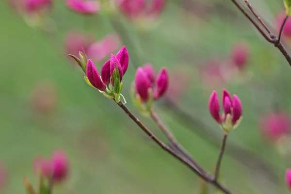 Rhododendron κοντινό πλάνο — Φωτογραφία Αρχείου