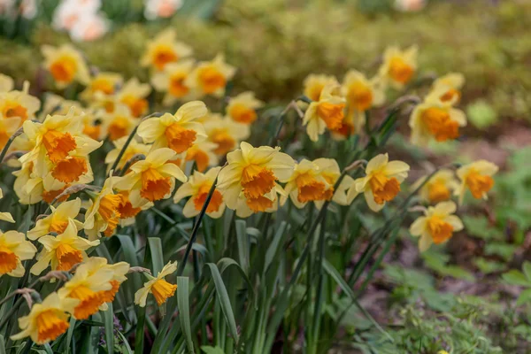 Narcisos amarillos —  Fotos de Stock