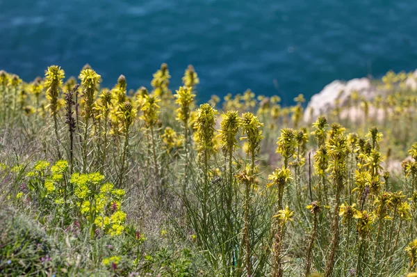 海岸的花 — 图库照片