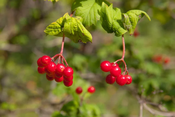 Viburnum maduro de cerca — Foto de Stock