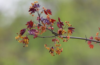 Acer platanoides