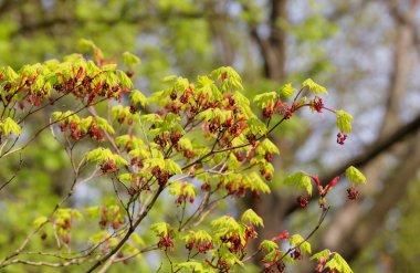 çiçek açması akçaağaç