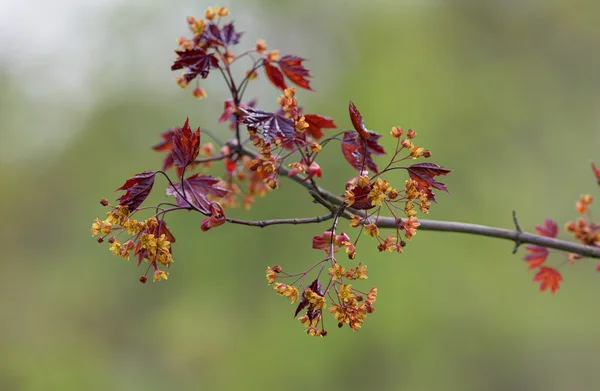 Platanoides de Acer —  Fotos de Stock