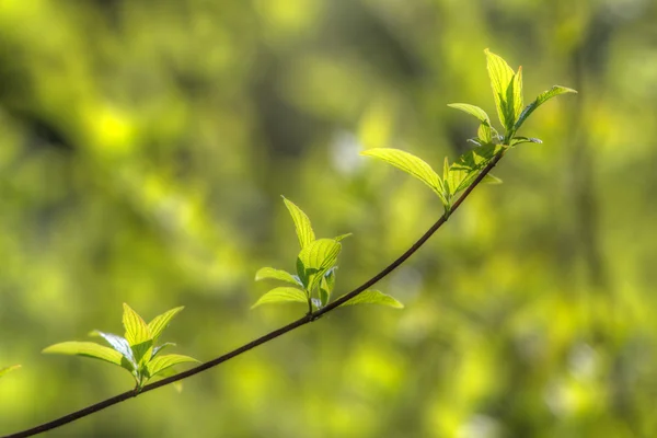 Primavera verde —  Fotos de Stock