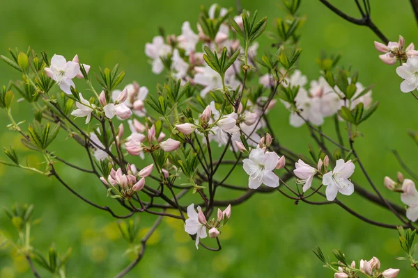 Primavera rosa — Fotografia de Stock